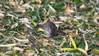 Нова опасност: Пандемия като COVID-19 може да тръгне от...