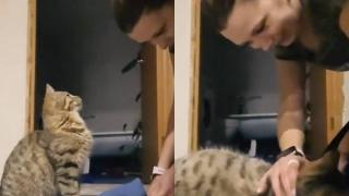 Трогателното общуване на котарак със собственичката му развълнува мрежата ВИДЕО