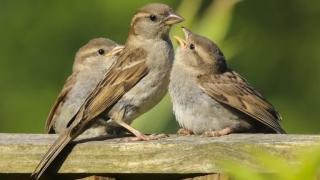 Ето защо намаляват врабчетата и каква е популацията им в Европа