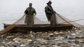 Поморийски рибар с 50 г. стаж разказа за много слаб сезон, провезата е съсипал паламуда