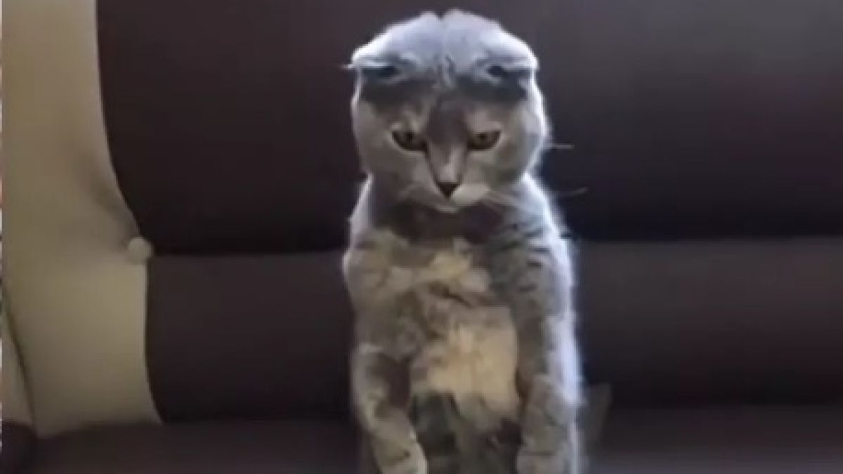 Котарак видя улова на собственика си и се ошашави от щастие ВИДЕО