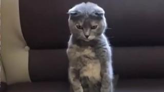 Котарак видя улова на собственика си и се ошашави от щастие ВИДЕО