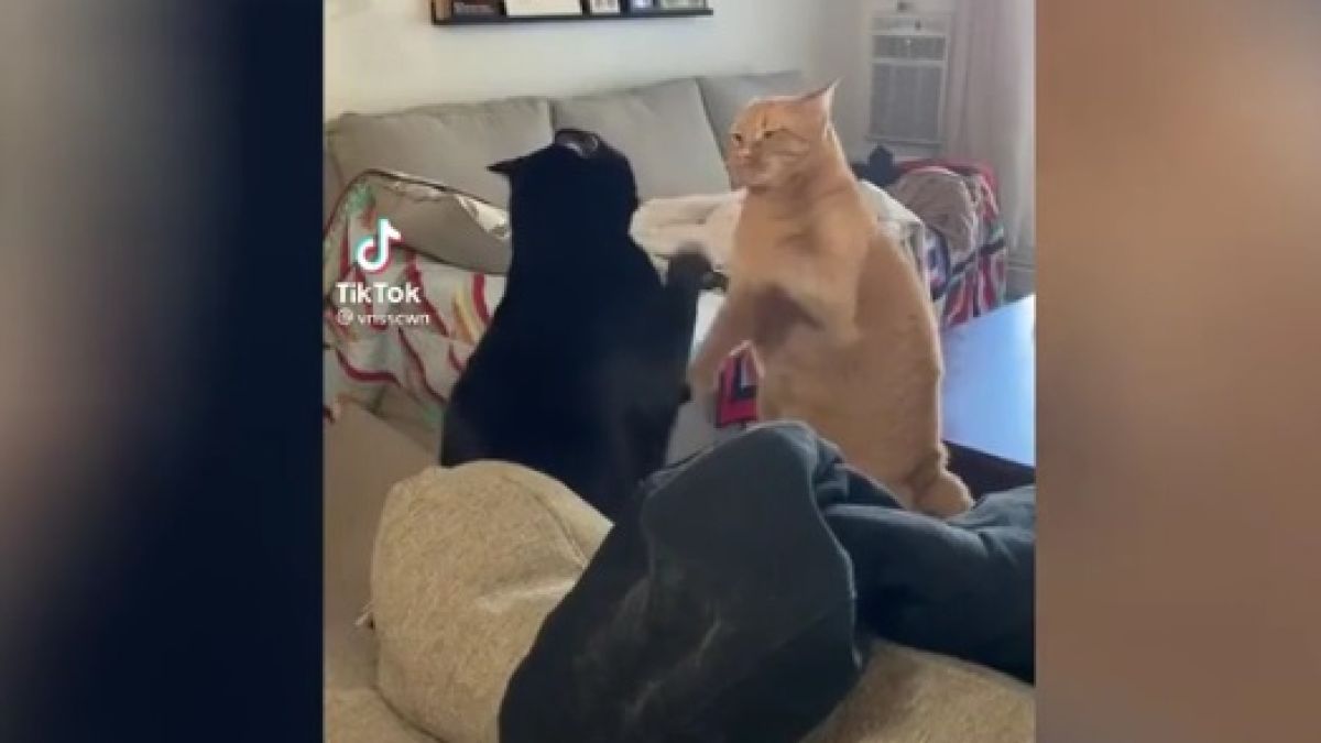 Забавна схватка между котараци накара мрежата да се смее ВИДЕО