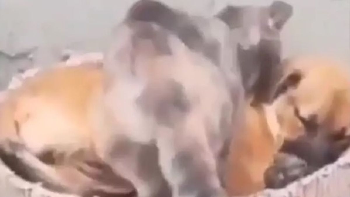 Котка легна да спи до приятеля си куче и умили интернет ВИДЕО