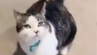 Любвеобилен котарак предизвика възторг и умиление в мрежата ВИДЕО