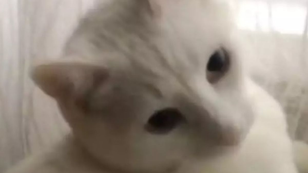 Котка измисли начин за справяне със студа и възхити мрежата ВИДЕО