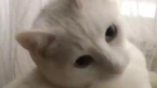 Котка измисли начин за справяне със студа и възхити мрежата ВИДЕО