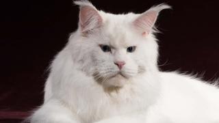Шок! Жена си купи коте, но то стана по-голямо от вълк и втрещи мрежата СНИМКИ