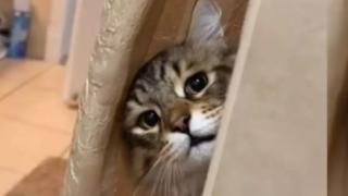 Котарак, наблюдаващ като воайор момиче, разсмя мрежата ВИДЕО