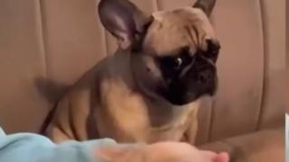 Погледът на това пренебрегнато куче ще трогне всеки ВИДЕО