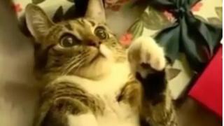 Котарак, хипнотизиран от коледни играчки, влюби в себе си интернет ВИДЕО