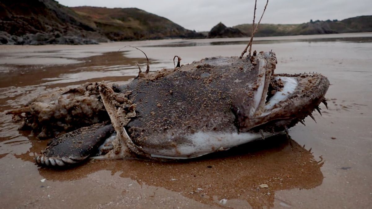 Мъж пъхна крак в устата на страховито морско създание и горчиво съжали СНИМКИ