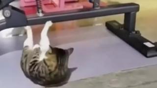 Котарак, подготвящ се за празниците, вдъхновява хората да тренират ВИДЕО