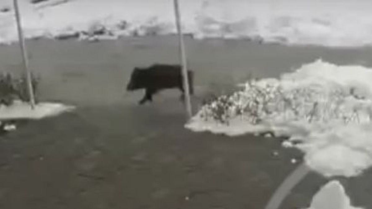 Пълен шок! Какво се случва из центъра на град Лъки ВИДЕО