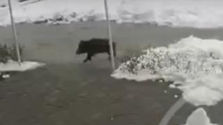 Пълен шок! Какво се случва из центъра на град Лъки ВИДЕО