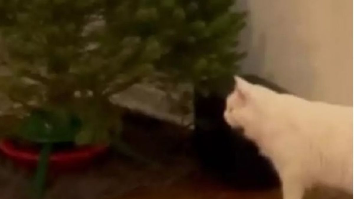 Мъж измисли гениален способ за спасяване на елхата от котарака ВИДЕО