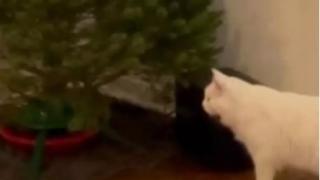 Мъж измисли гениален способ за спасяване на елхата от котарака ВИДЕО