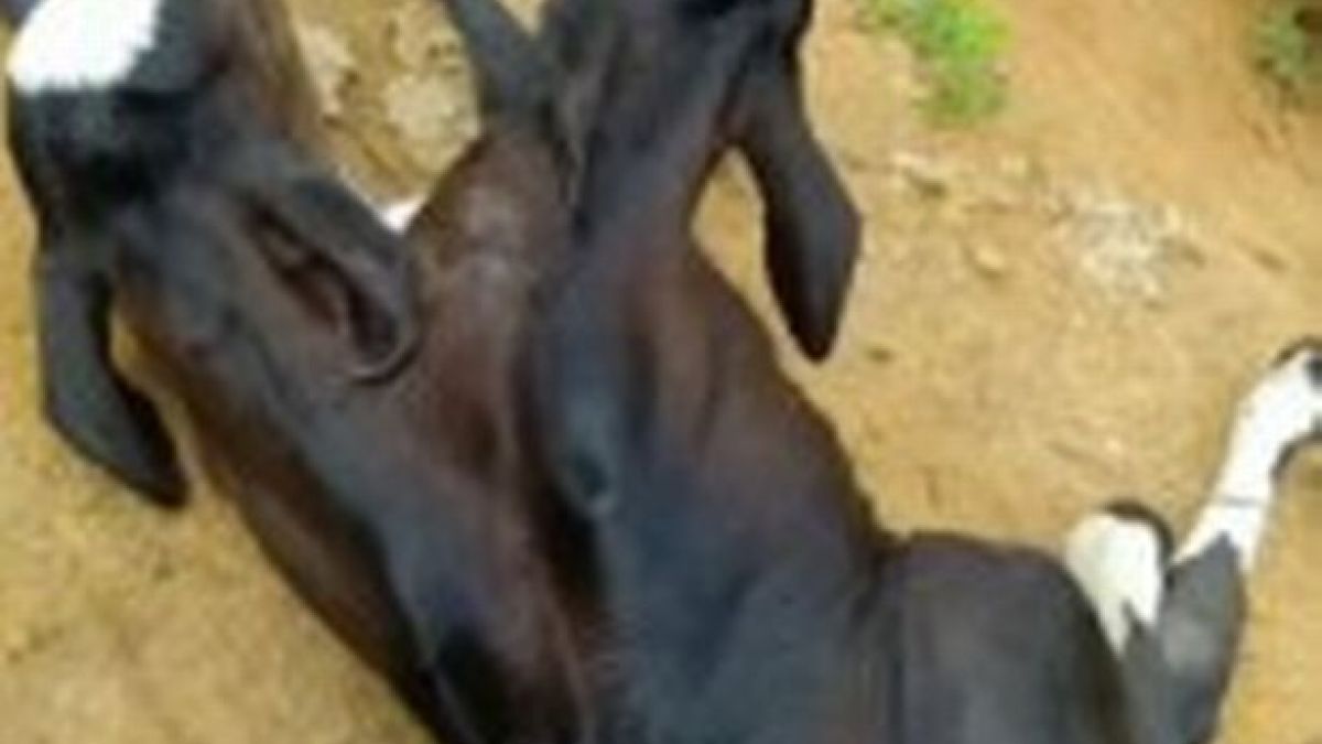 Теле мутант с две глави озадачи и специалистите ВИДЕО 