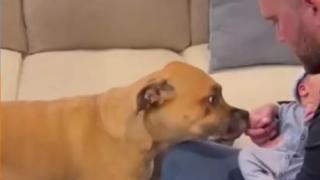 Първата среща между куче и новородено бебе ще разтопи сърцето на всеки ВИДЕО