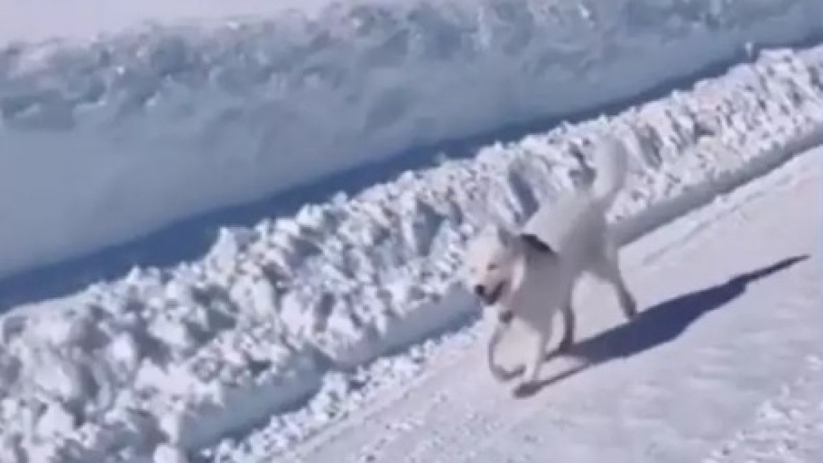 Походката на щастието на това куче ще повдигне настроението на всеки ВИДЕО
