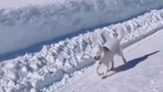 Походката на щастието на това куче ще повдигне настроението на всеки ВИДЕО