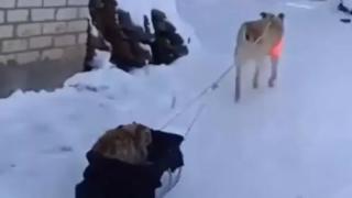 Кавалер: Грижовно куче разхожда котка на шейна ВИДЕО