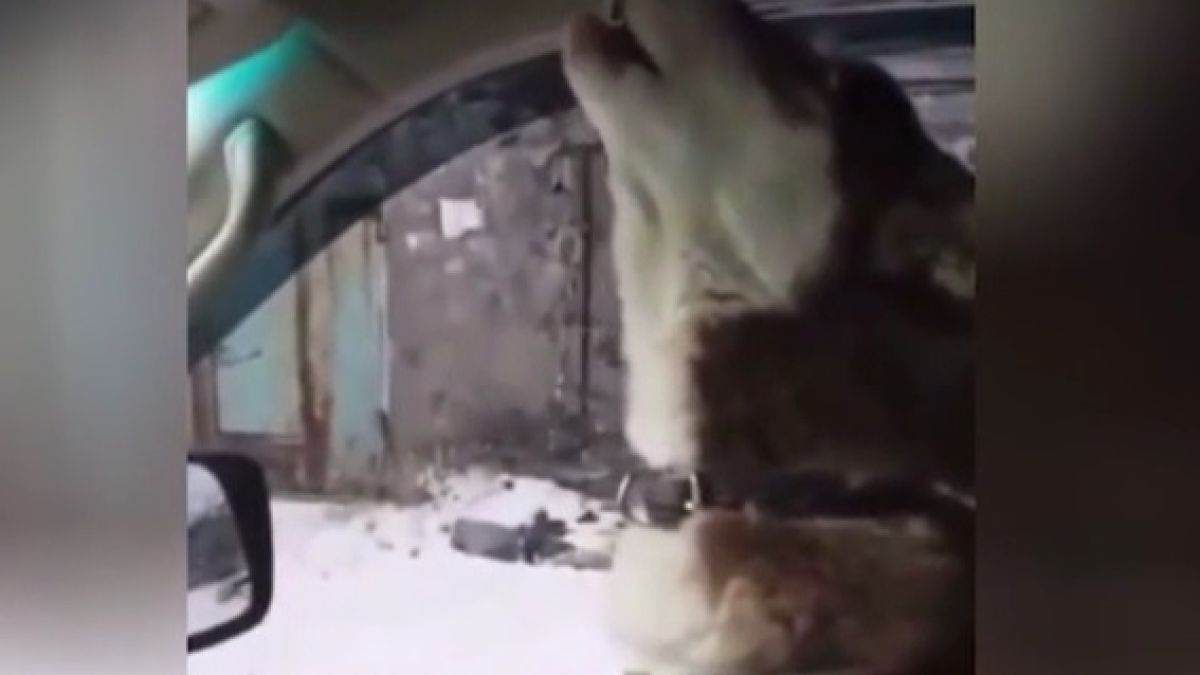Струва си да се види: Хъски пее опера на Витас ВИДЕО