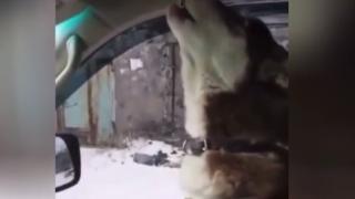 Струва си да се види: Хъски пее опера на Витас ВИДЕО
