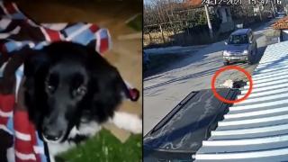 Жители на пазарджишко село заплашват с протест заради прегазено куче