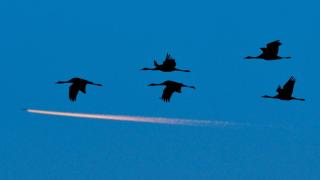 Птичи грип уби 5000 жерава в Израел