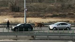 Румен Бахов напусна сградата на Нова и стана пъдар ВИДЕО