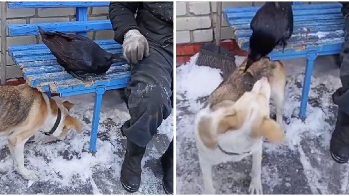 Обезумял от ревност гарван нападна куче и разсмя мрежата ВИДЕО