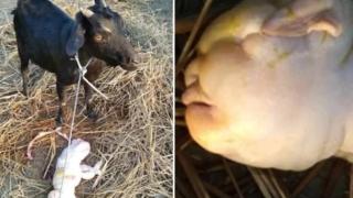 Истински ужас: Коза роди „хуманоидно дете“ с лице като бебе СНИМКИ 18+