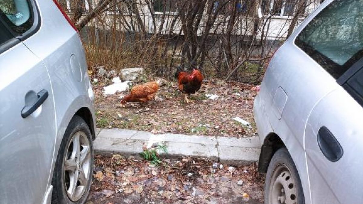 Столицата заприлича на село и тези СНИМКИ го доказват