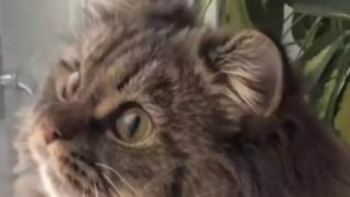 ВИДЕО запечата смешната и емоционална реакция на коте към снега