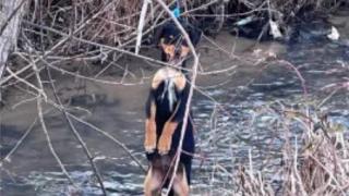 Отвратително зверство с ловно куче смрази Пазарджишко СНИМКА 