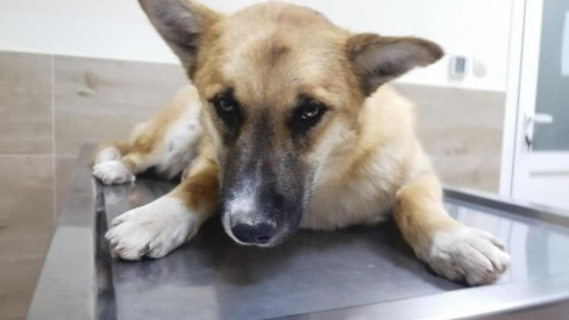 Юмруци на пътя край Пловдив заради блъснато куче: Нещастник! Да пукнеш дано! ВИДЕО