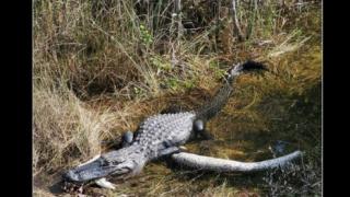 Кърваво зрелище: Алигатор изяде огромен питон пред очите на посетителите на парк СНИМКИ