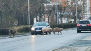 Невиждана гледка в Слънчев бряг насред зимата СНИМКА