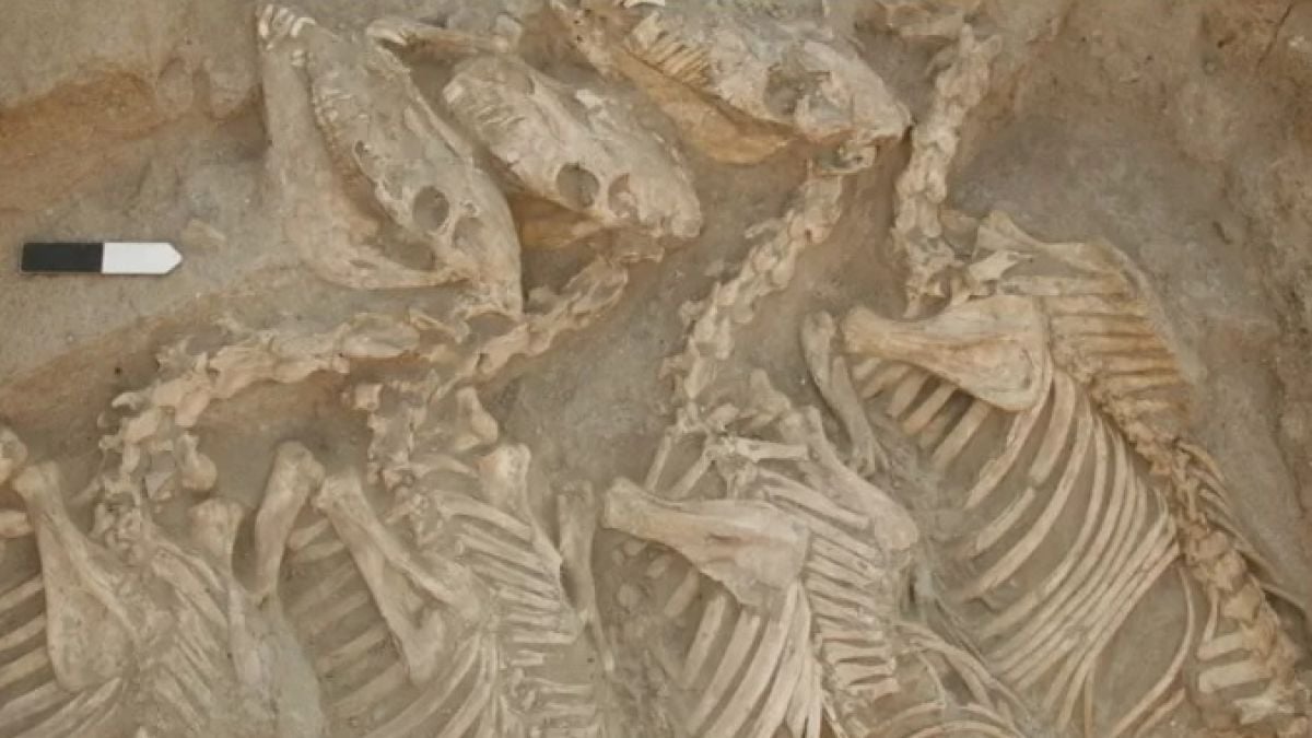 Археолози откриха първото хибридно животно, живяло преди 4500 години