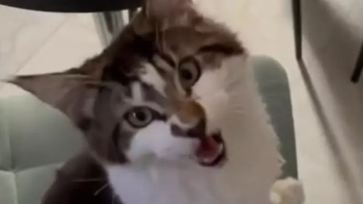 Котарак каза думата "мама" и влюби в себе си мрежата ВИДЕО
