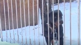 Млада перничанка се наведе да погали ротвайлер, сега бере душа в болницата 