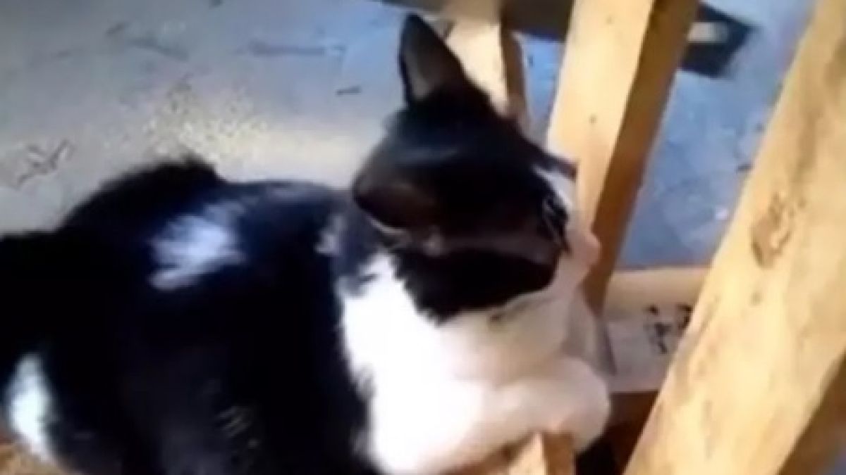 Котарак помогна на собственика си и възхити мрежата ВИДЕО