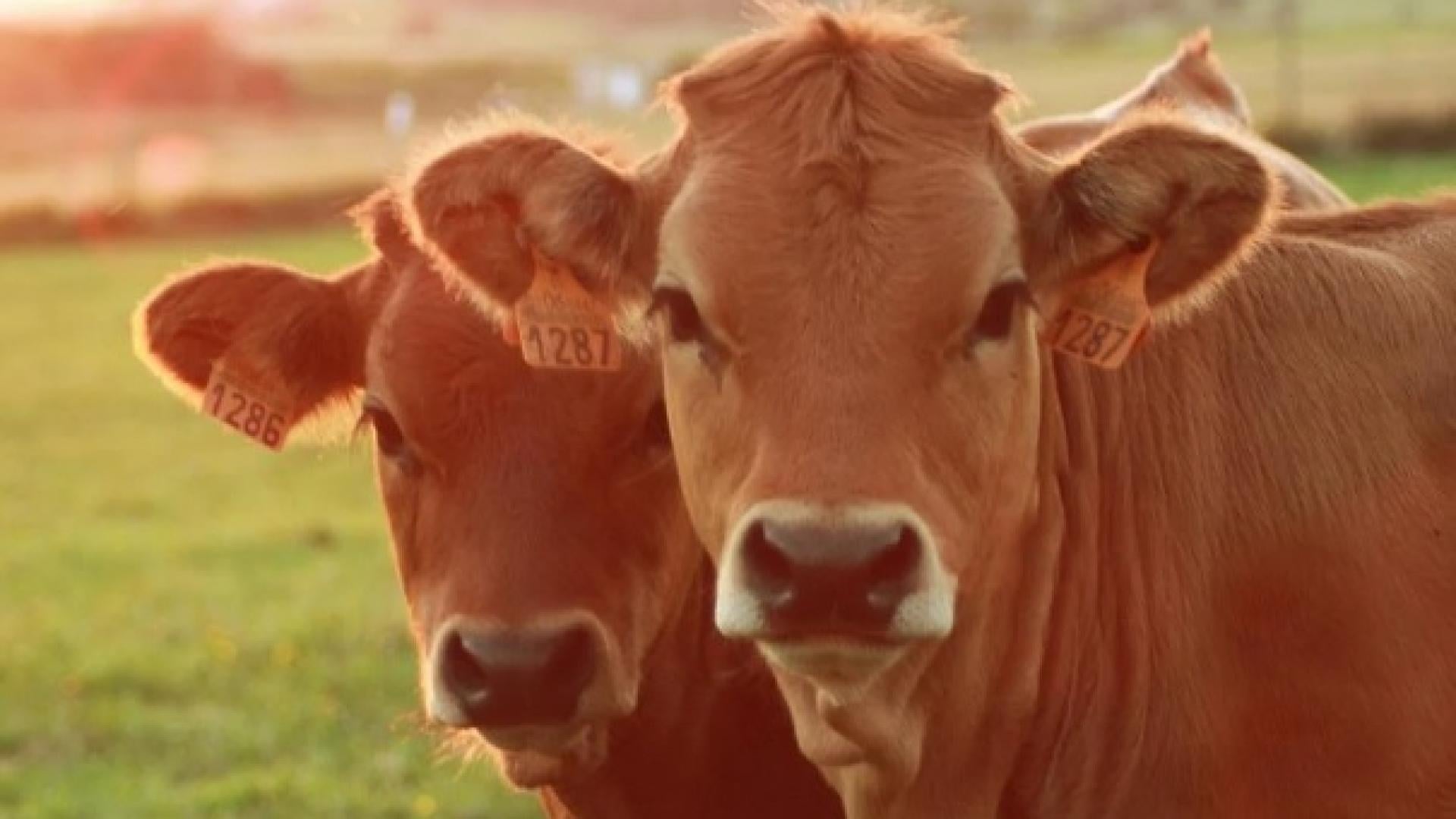 Пълен шаш: Гейове спасяват от кланицата транссексуална крава, която "се чувства като бик" СНИМКА