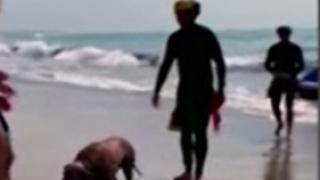 Спасиха куче, плуващо навътре в морето ВИДЕО