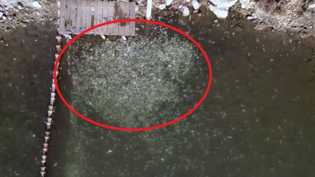 Стотици хиляди трупове в Гърция заради студа ВИДЕО