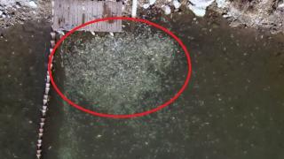Стотици хиляди трупове в Гърция заради студа ВИДЕО