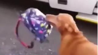 Куче, посрещащо дете от училище, предизвика възторг в мрежата ВИДЕО