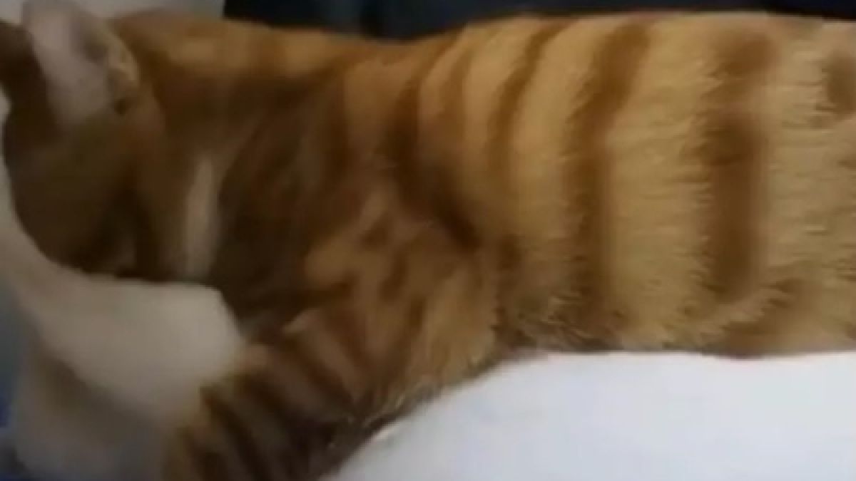 Собственик на котешка двойка ги хвана да се целуват ВИДЕО