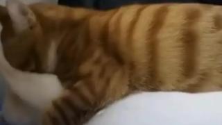 Собственик на котешка двойка ги хвана да се целуват ВИДЕО